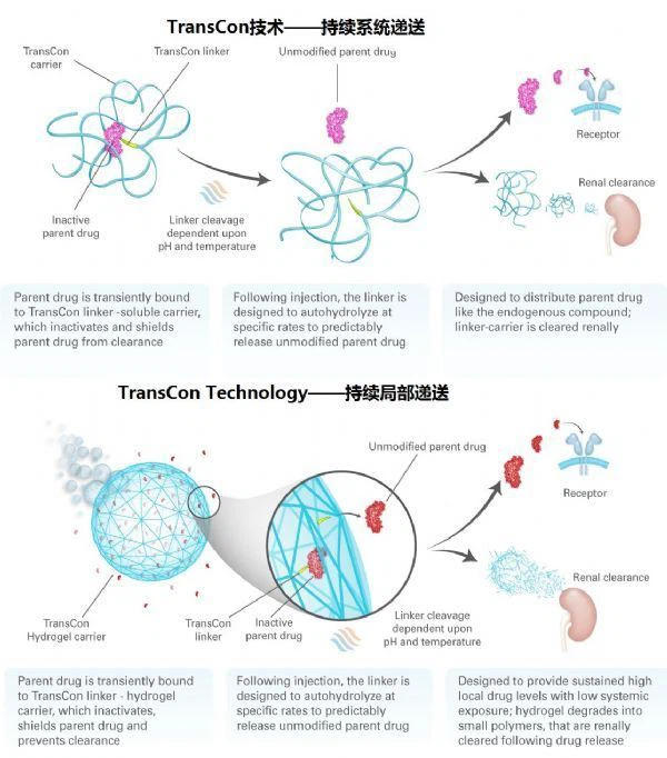 TransCon hGH