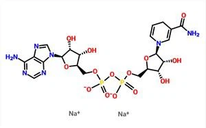 -Nikotinamid Adenin Dinukleotid Dinatriumsalt NADH CAS 606-68-8